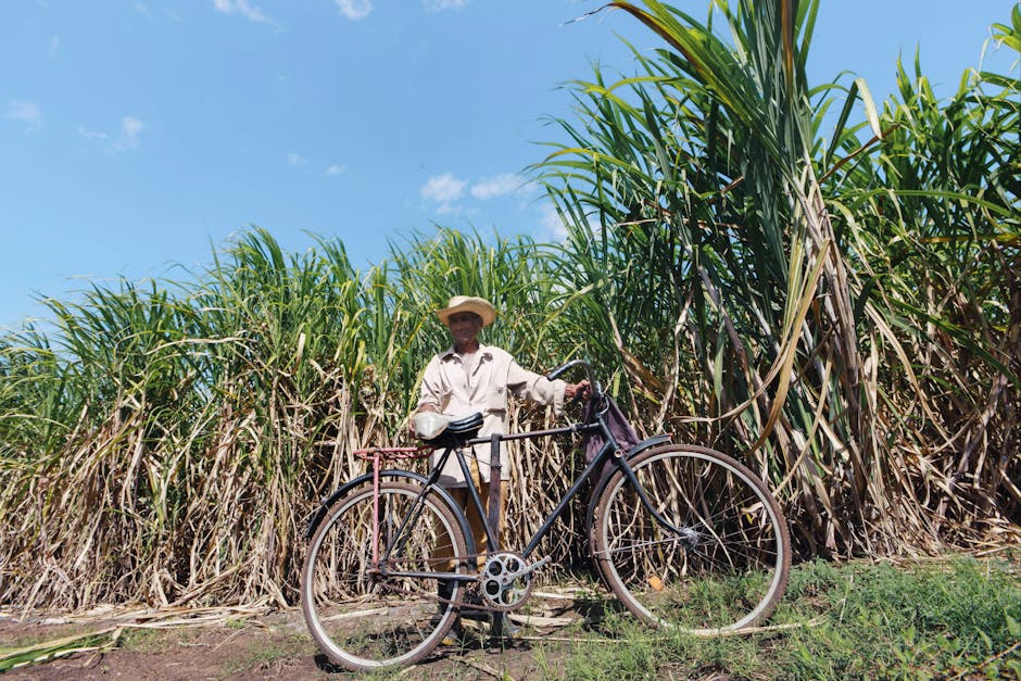 The Culture of Sugarcane in Guadeloupe